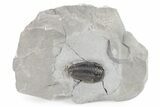 Fossil Calymene Niagarensis Trilobite - New York #197998-1